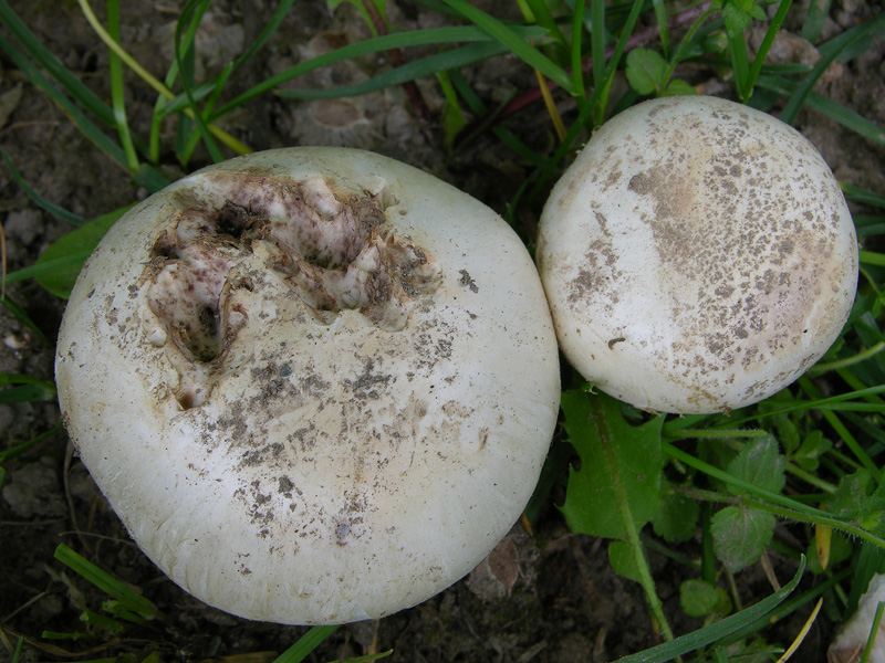 Agaricus campestris da confermare.